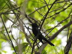 Knipolegus franciscanus