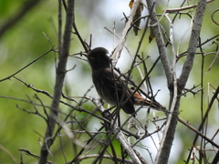 Knipolegus franciscanus