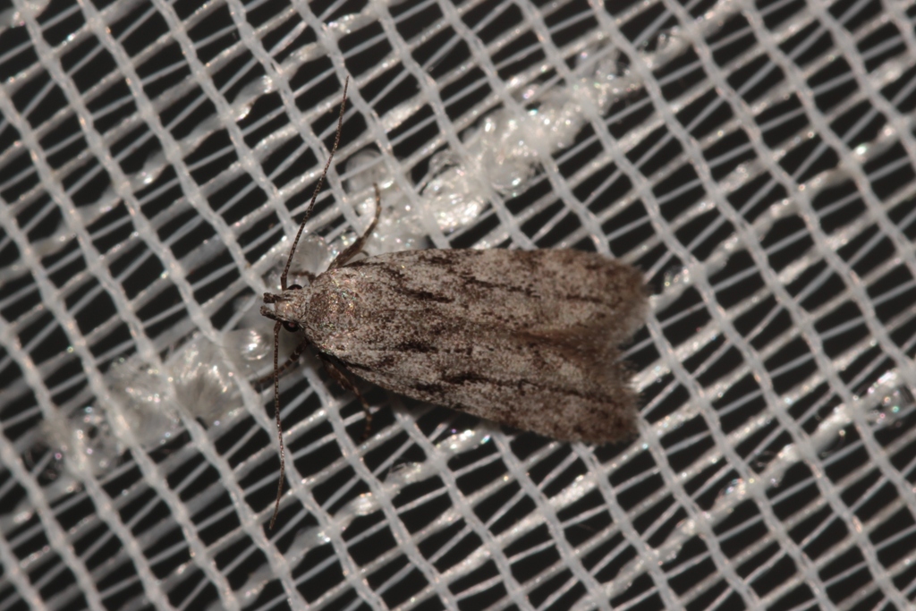 Teleiodes saltuum