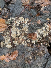 Stereum sanguinolentum