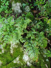 Asplenium adiantum-nigrum