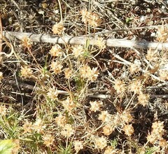 Plantago sempervirens
