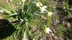 Narcissus × incomparabilis