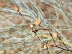 Mantisalca salmantica