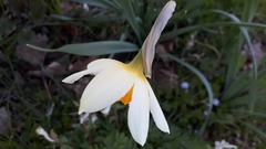 Narcissus × incomparabilis