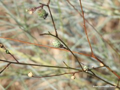 Mantisalca salmantica