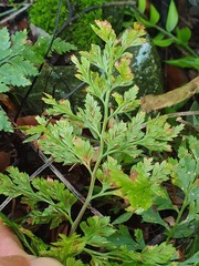 Asplenium adiantum-nigrum