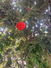 Brownea macrophylla