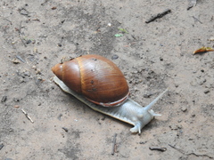 Megalobulimus oblongus