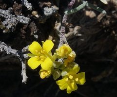Physaria parvula