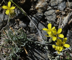 Physaria parvula
