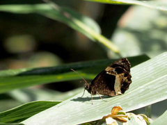 Pedaliodes pelinna
