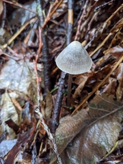 Mycena robusta