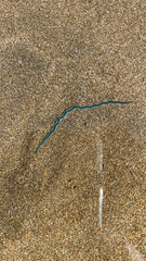 Phyllodocida