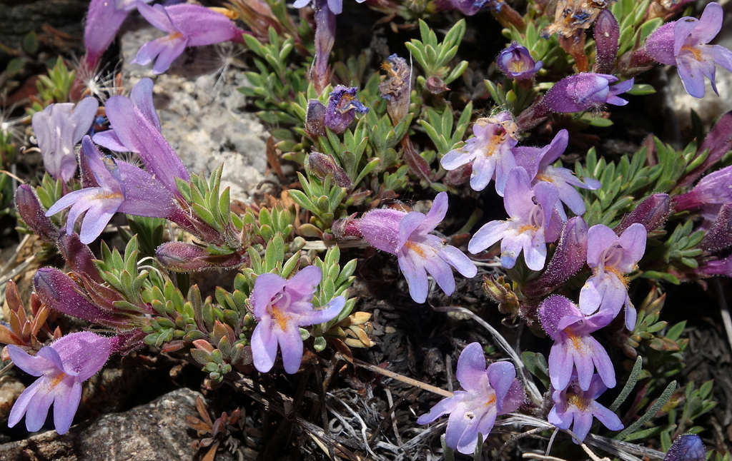 mat penstemon from Grand County, CO, USA on June 12, 2019 at 11:05 AM ...