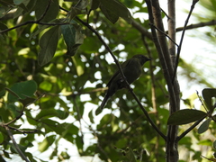 Antilophia galeata