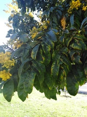 Senna viarum