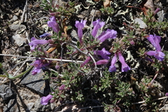Penstemon caespitosus