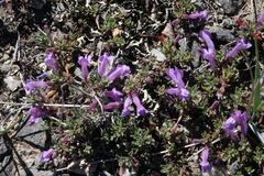 Penstemon caespitosus