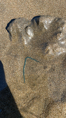 Phyllodocidae