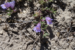 Penstemon caespitosus