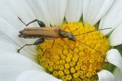 Oedemera podagrariae