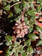 Eriogonum polypodum