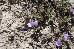 Penstemon caespitosus
