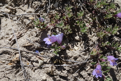 Penstemon caespitosus