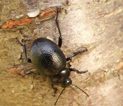 Timarcha goettingensis