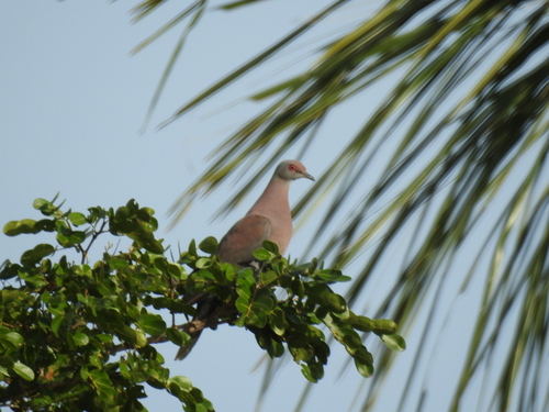 Pale-vented Pigeon