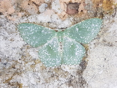 Chloropteryx