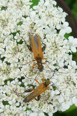Oedemera podagrariae