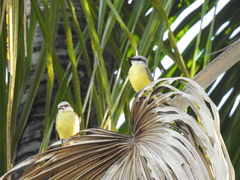 Tyrannus albogularis