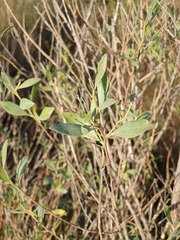 Baccharis halimifolia
