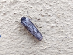 Agrotis