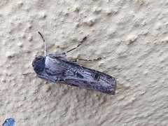 Agrotis