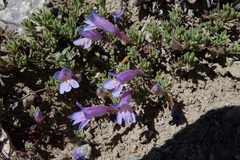 Penstemon caespitosus