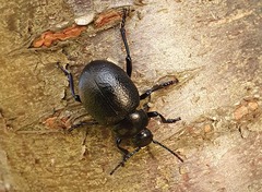 Timarcha goettingensis