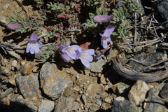 Penstemon caespitosus