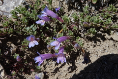 Penstemon caespitosus