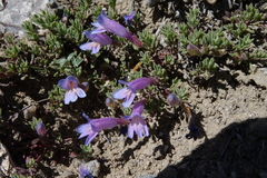 Penstemon caespitosus