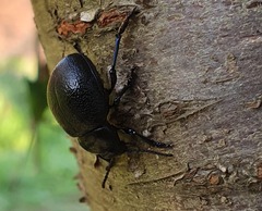 Timarcha goettingensis