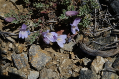 Penstemon caespitosus