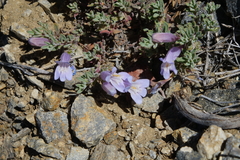Penstemon caespitosus