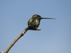 Heliomaster squamosus