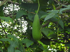 Luffa