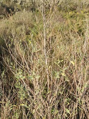 Baccharis halimifolia