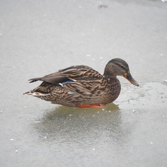 Anas platyrhynchos