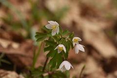 Isopyrum thalictroides